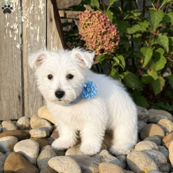 Andrew, West Highland Terrier Puppy
